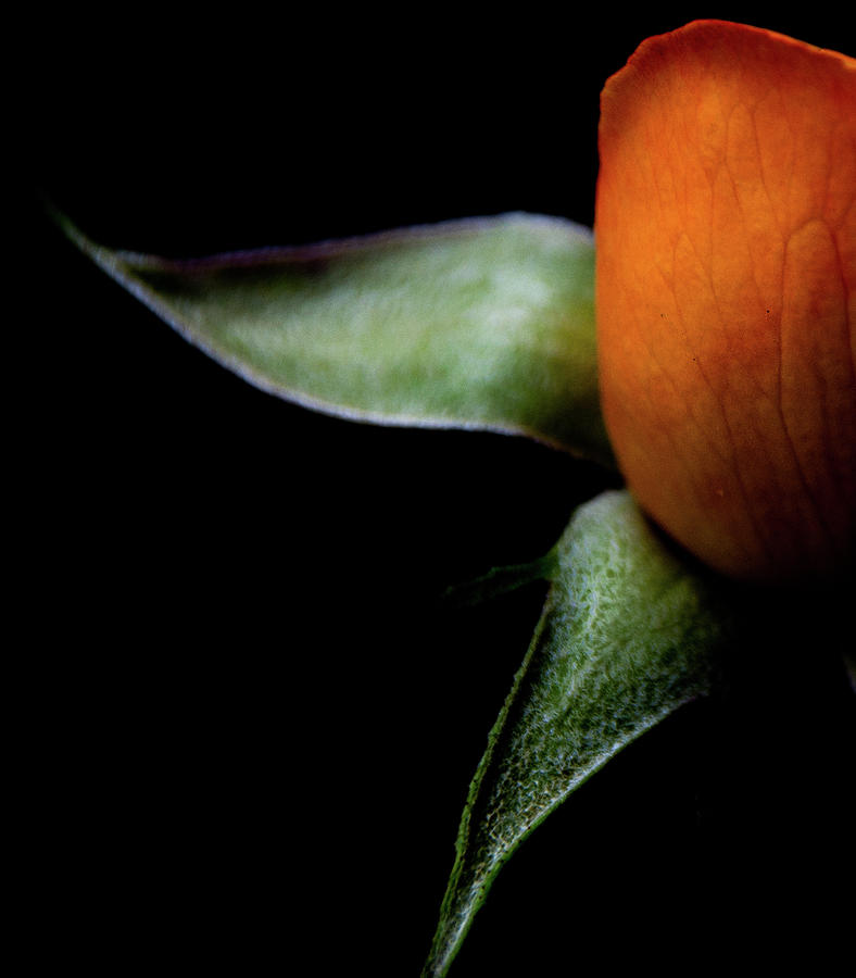 Half of a Rose Photograph by Julie Palencia