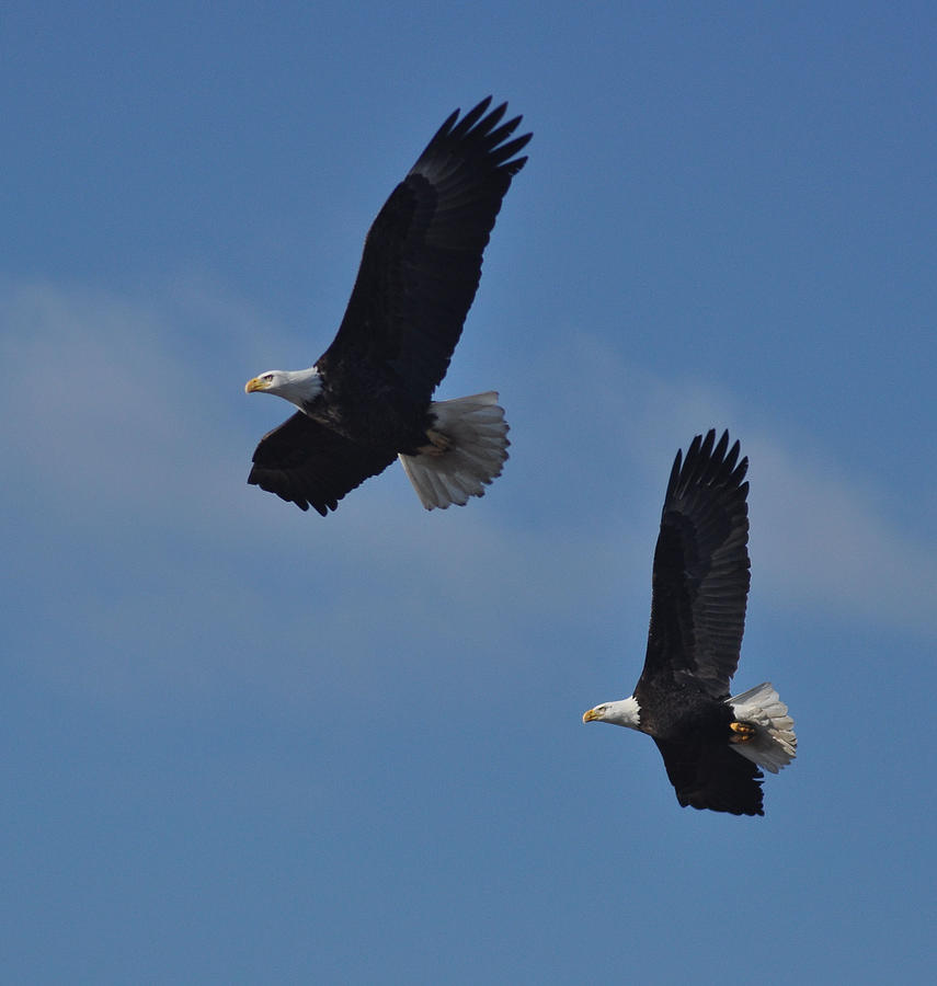 Bald Eagle Photograph - Halfwing Eagles by Brent Easley