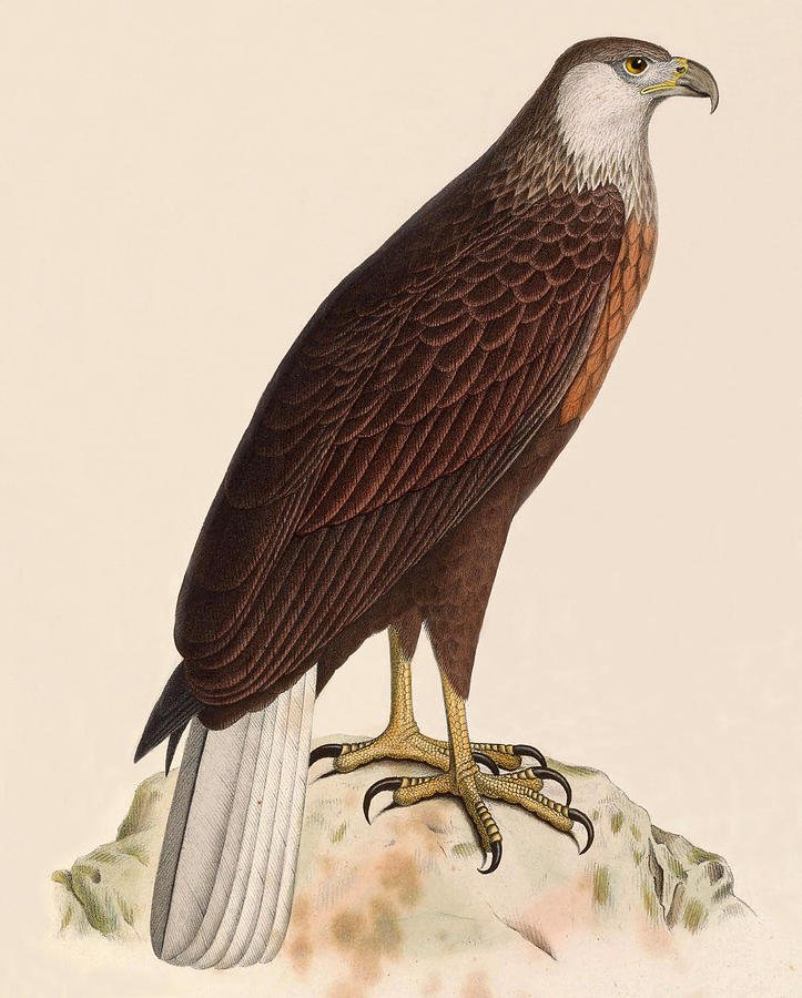 Brown Bird Drawing - Haliaeetus vociferoides by Paul Odart