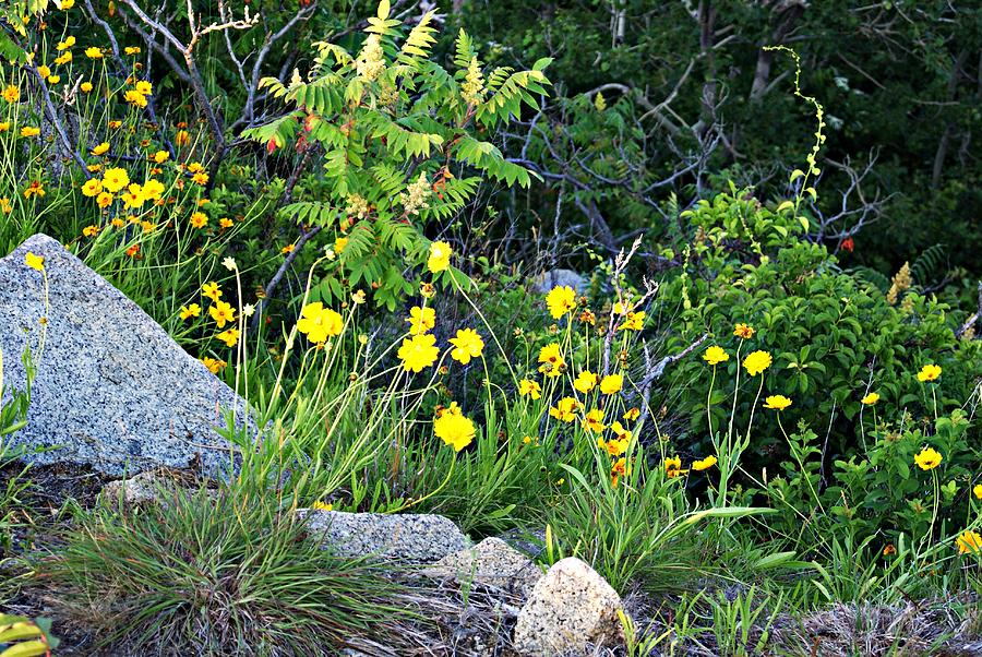 Halibut Point Wildflowers Photograph by Joe Faherty