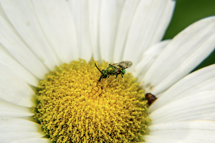 Halicid Bee Feeding on Daisy Nectar and Pollen Photograph by Douglas Barnett