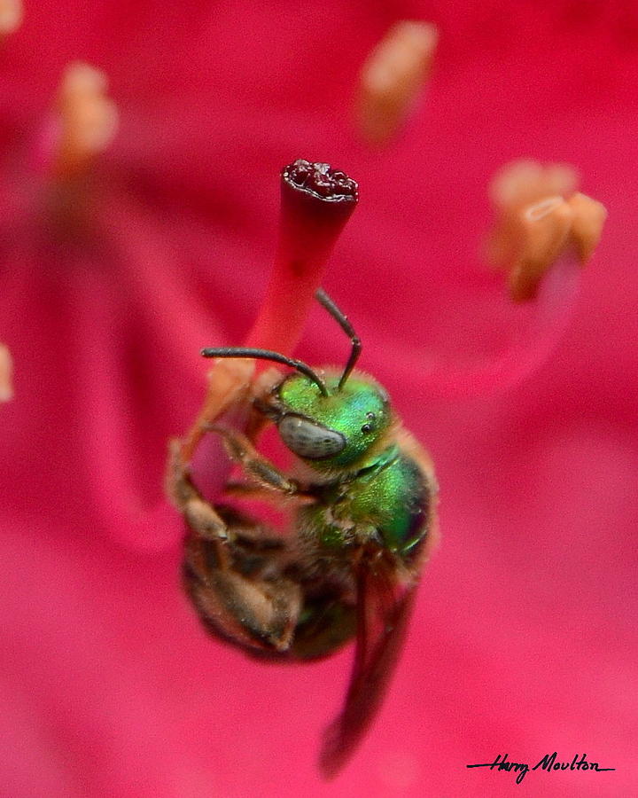 Halictid Bee Photograph by Harry Moulton
