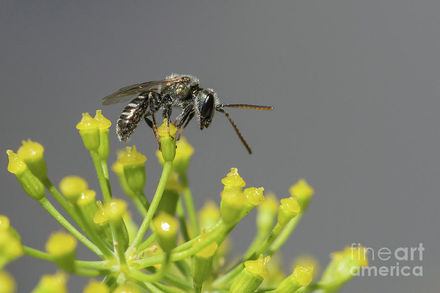 Halictid bee - Lasioglossum discum Photograph by Jivko Nakev