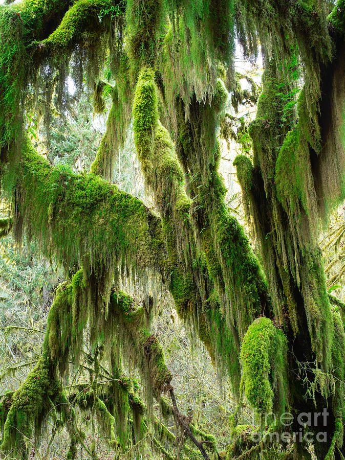 Olympic National Park Photograph - Hall of Mosses  4b by Tracy Knauer