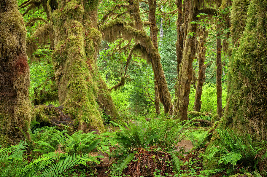 Olympic National Park Photograph - Hall of Mosses by Greg Vaughn