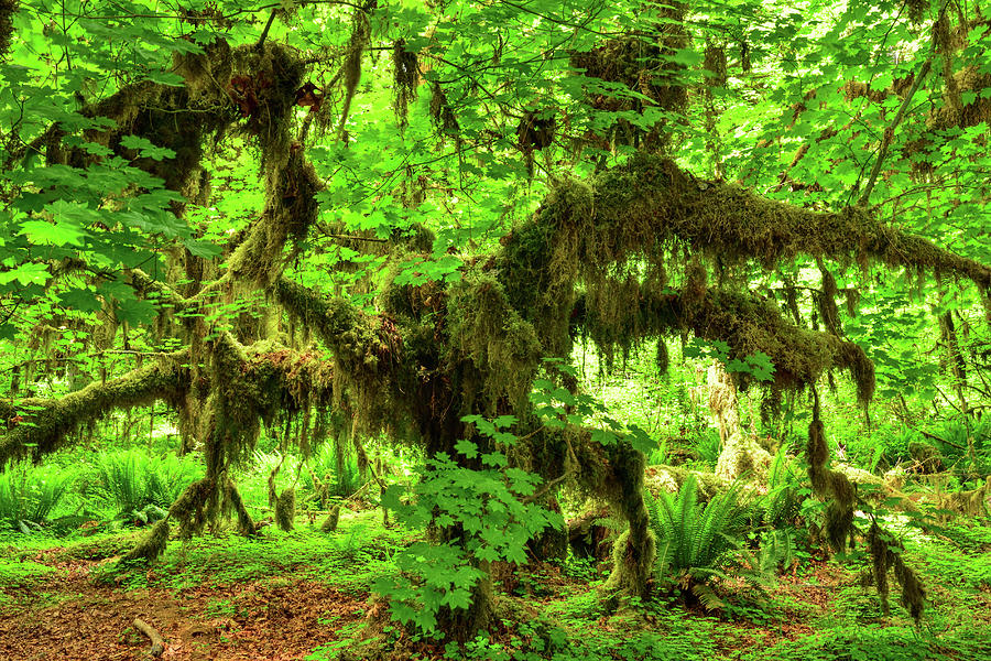 Hall of Mosses Horse Photograph by Spencer McDonald