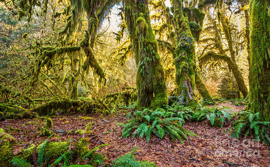 Hall of Mosses in the Hoh Rainforest. Photograph by Jamie Pham - Fine ...