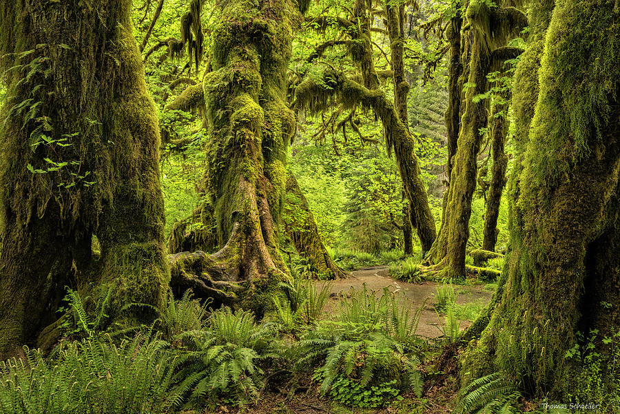 Hall of Mosses - Olympic National Park Photograph by Photos by Thom