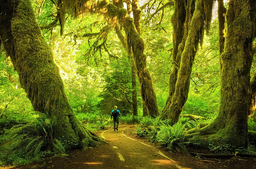 Hall of moss clearance trail