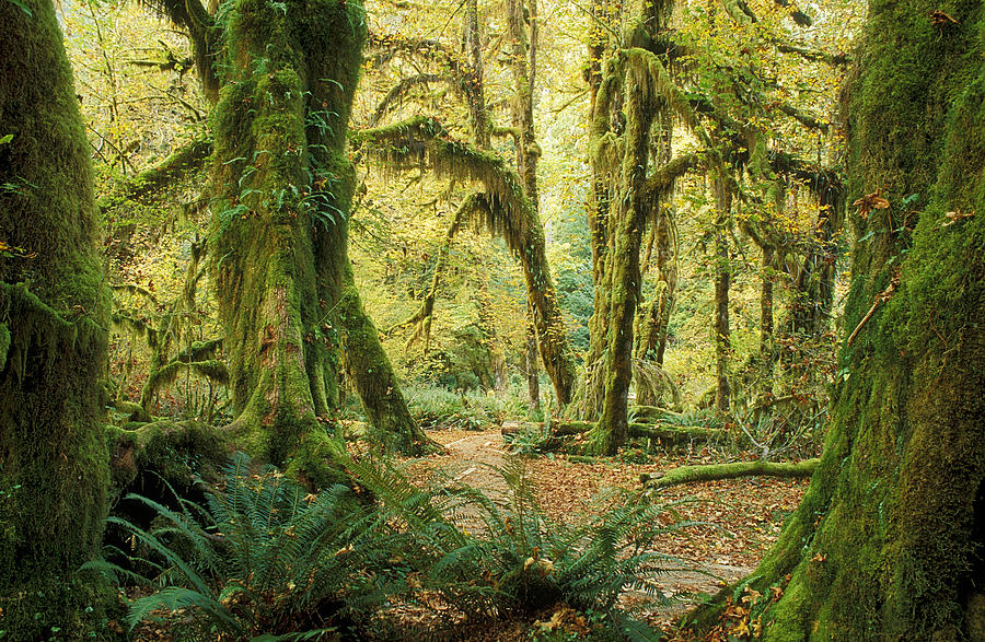 Hall of Mosses Trail Photograph by Greg Vaughn - Printscapes