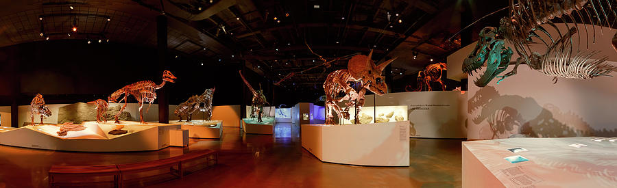 Hall of Paleontology Photograph by Tim Stanley