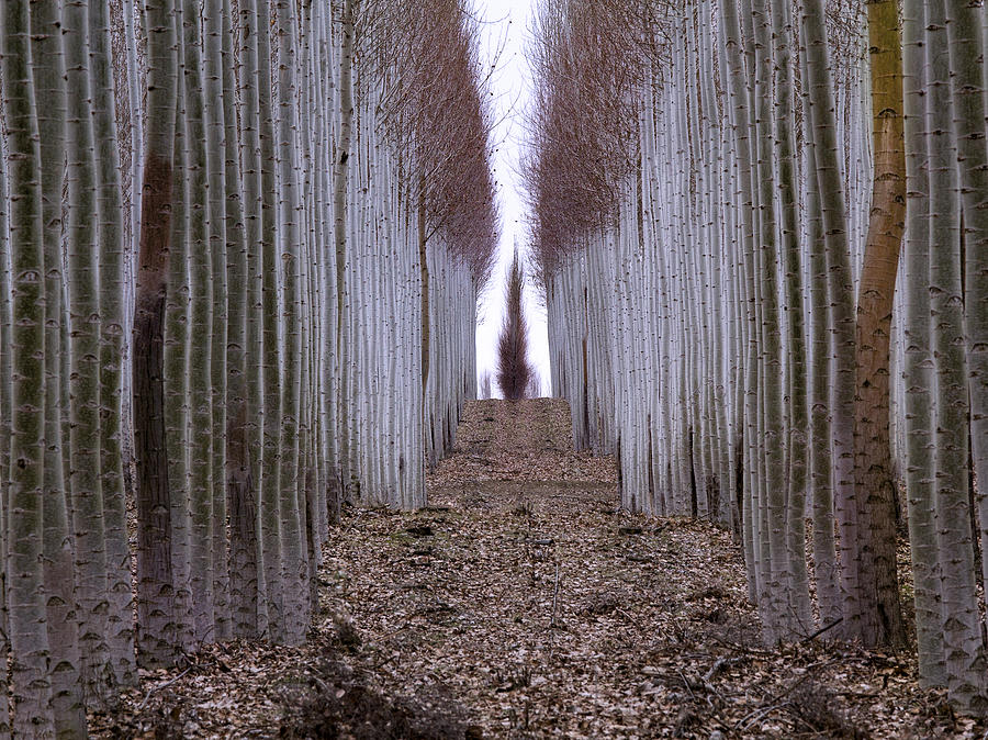 Hall of Poplars Photograph by Jean Noren