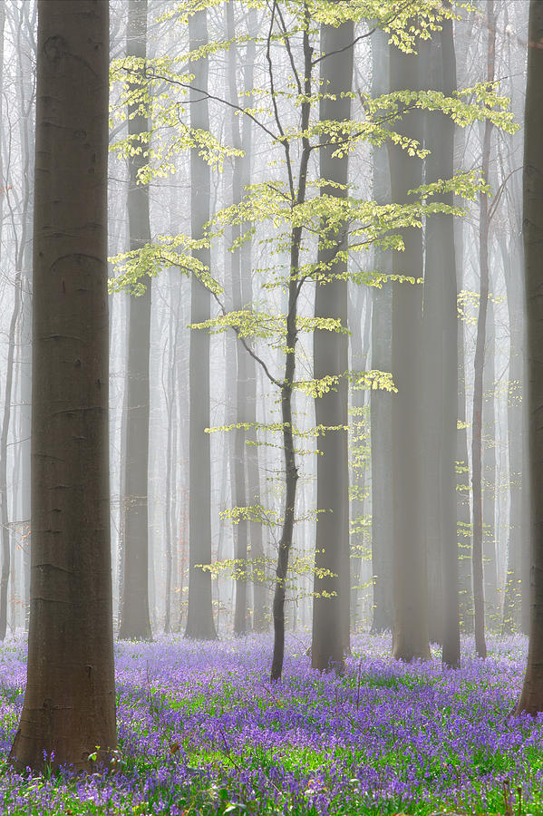 Hallerbos beech forest with bluebells Photograph by Dirk Ercken