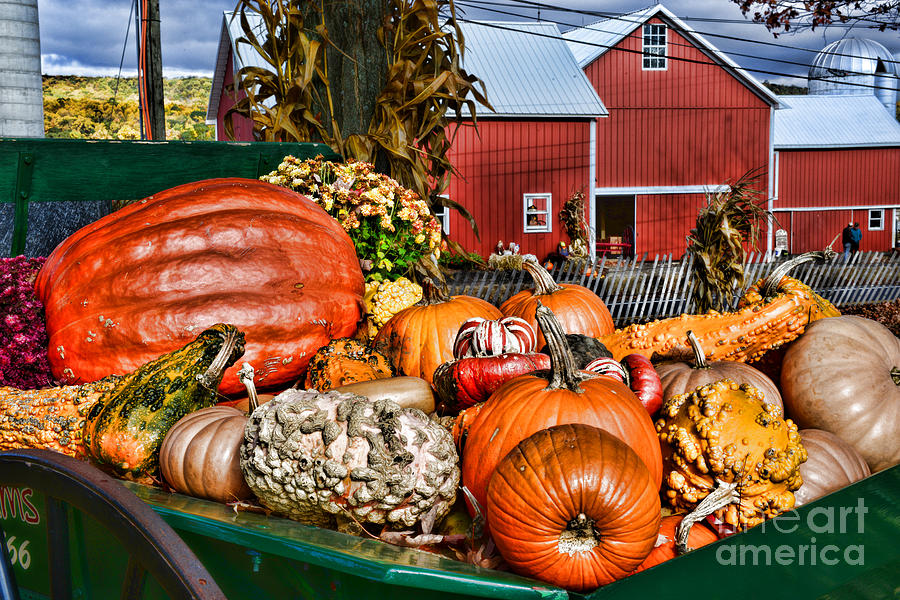 Halloween A Wheelbarrow of Pumpkins Photograph by Paul Ward