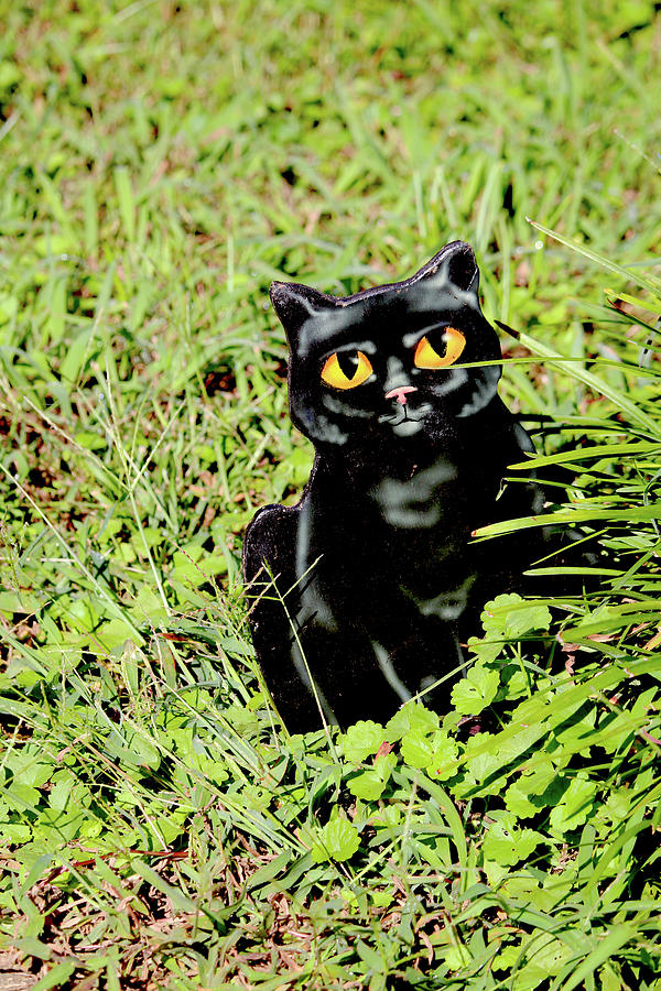 Halloween Black Cat Photograph by Art Block Collections