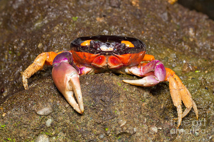 Halloween Crab Photograph by B.G. Thomson