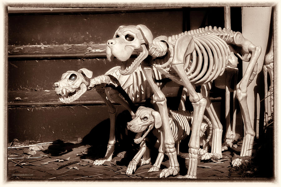 Halloween Photograph - Halloween Hounds of Hell by LeeAnn McLaneGoetz McLaneGoetzStudioLLCcom