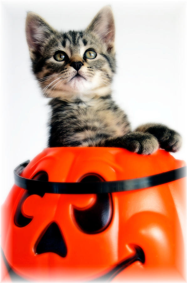 Halloween Kitten Photograph by Jarrod Erbe