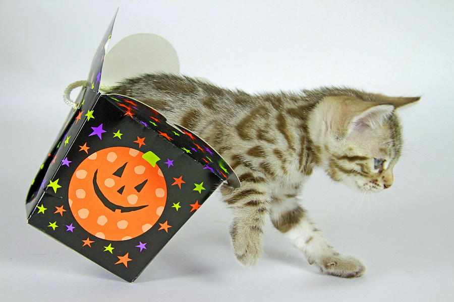 Halloween Photograph - Halloween Kitten by Shoal Hollingsworth
