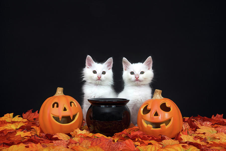 Halloween Kittens Photograph by Sheila Fitzgerald - Fine Art America
