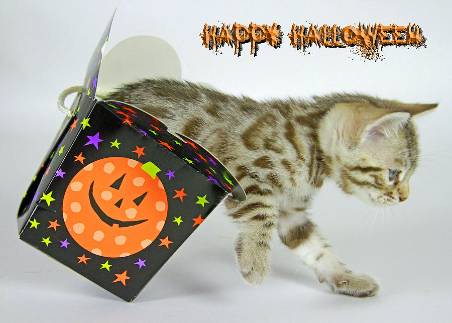 Halloween Kitty Photograph by Shoal Hollingsworth