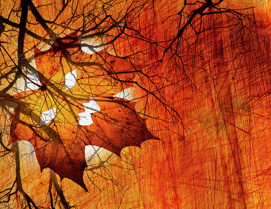 Halloween Leaf Background Digital Art by Susan Bandy