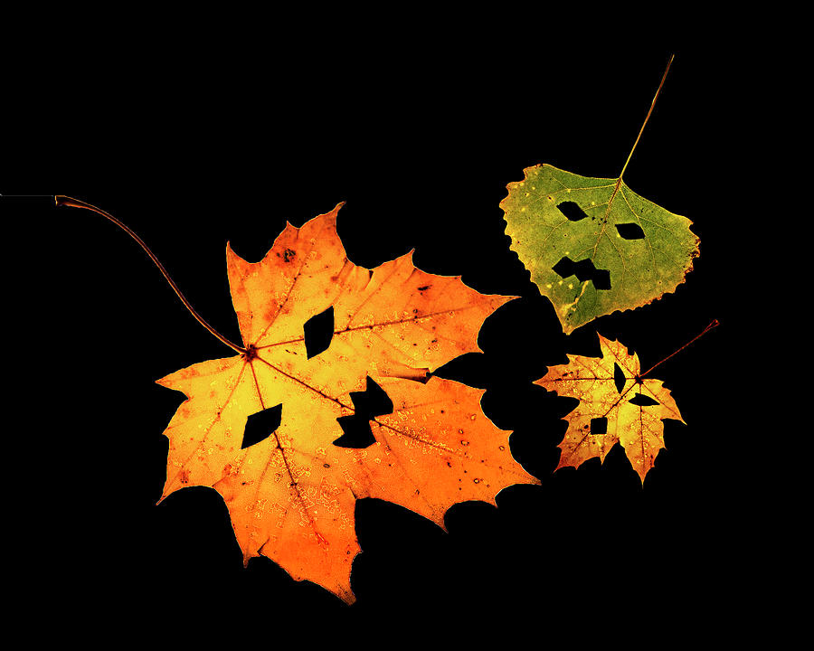 Halloween Leaf Trio Photograph by Susan Bandy