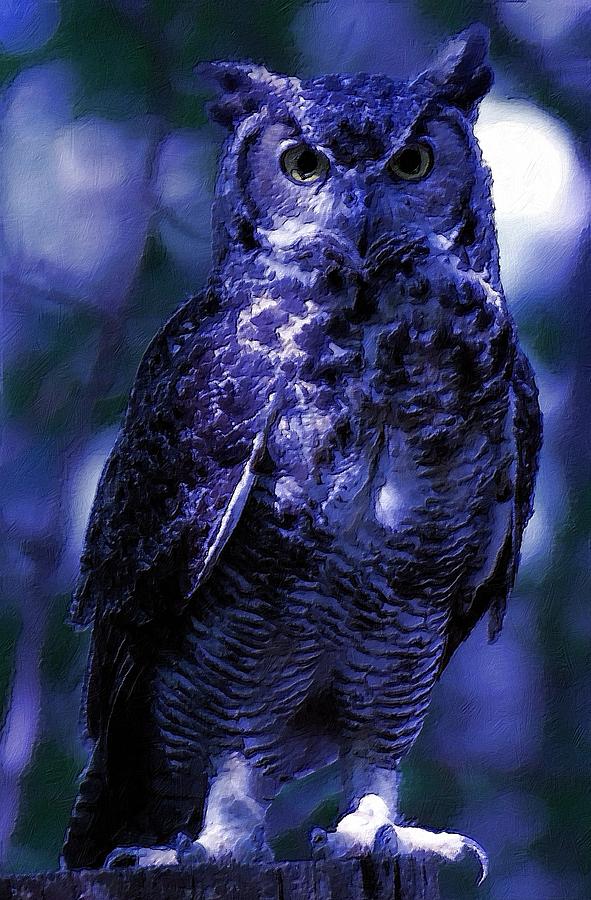 Owl with the Blues Photograph by Femina Photo Art By Maggie