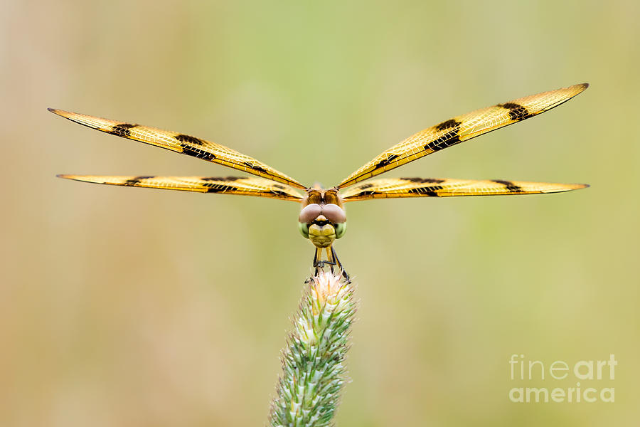 Nature Photograph - Halloween Pennant by Abeselom Zerit