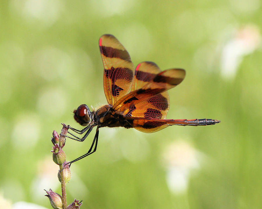 Halloween Pennant Dragonfly Photograph by Doris Potter