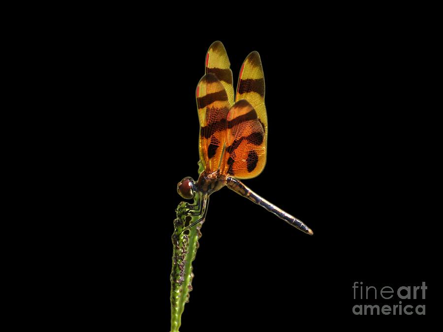 Dragonfly Photograph - Halloween Pennant Dragonfly .png by Al Powell Photography USA
