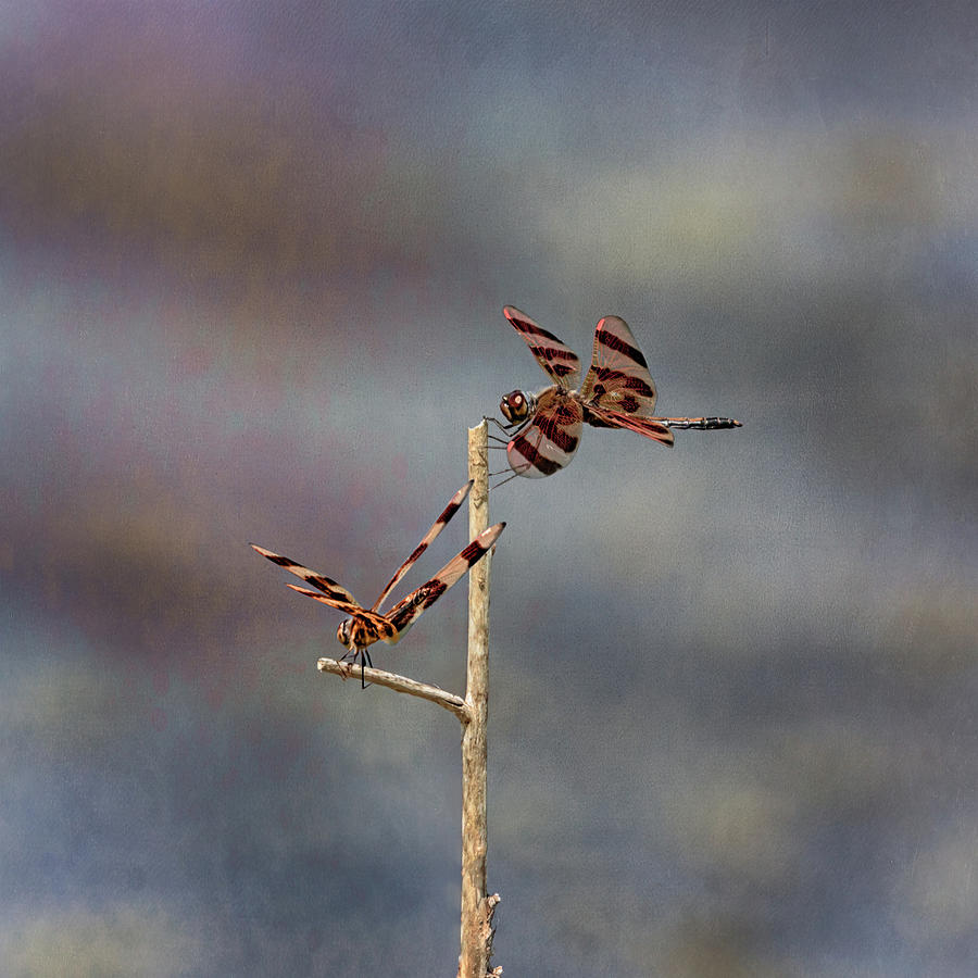 Halloween Pennant Dragonfly Photograph by Susan Rissi Tregoning