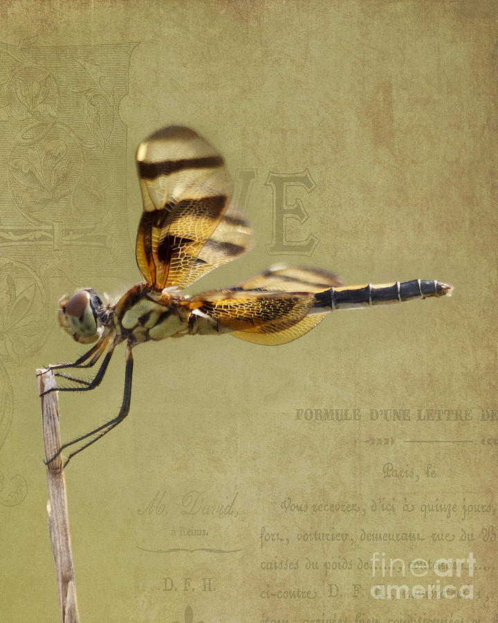 Dragonfly Photograph - Halloween Pennant Dragonfly by TN Fairey Dragonfly Photograph - Halloween Pennant Dragonfly by TN Fairey