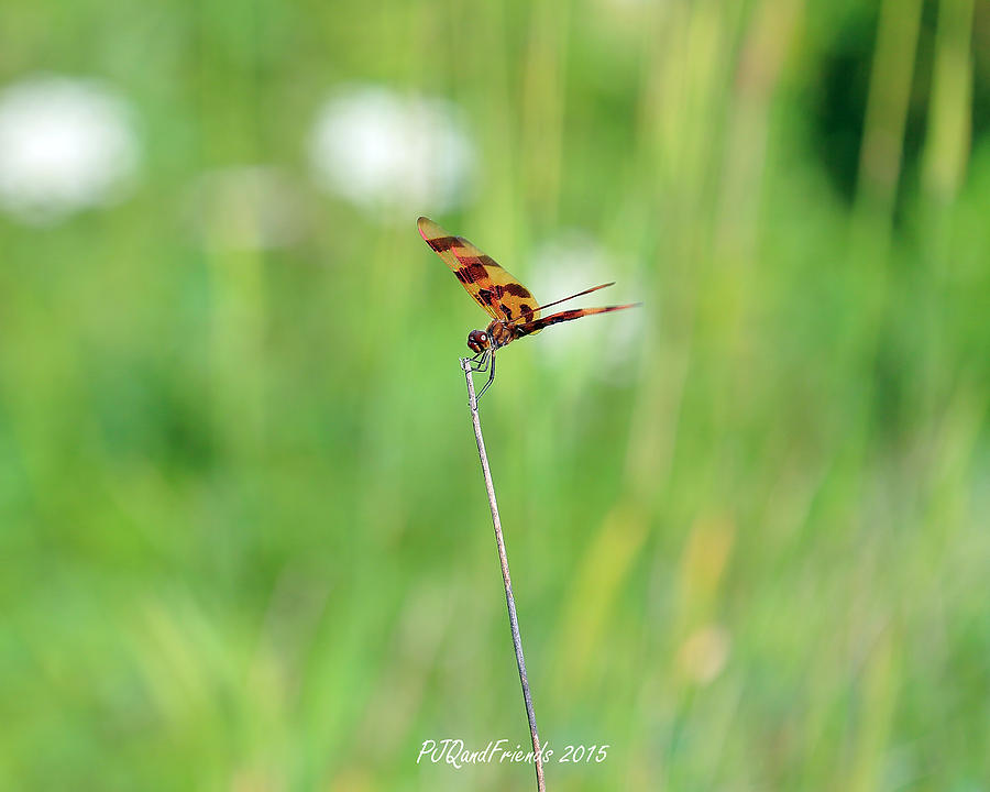 Halloween Pennant  Photograph by PJQandFriends Photography