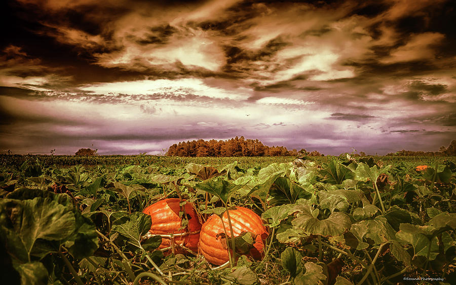 Halloween Pumpkins  Photograph by Debra Forand