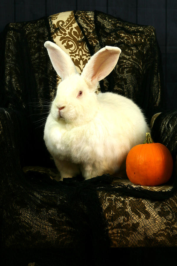 Halloween Rabbit Photograph by Amanda Stadther