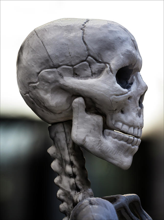 Halloween Skeleton Decoration Photograph by Robert Ullmann