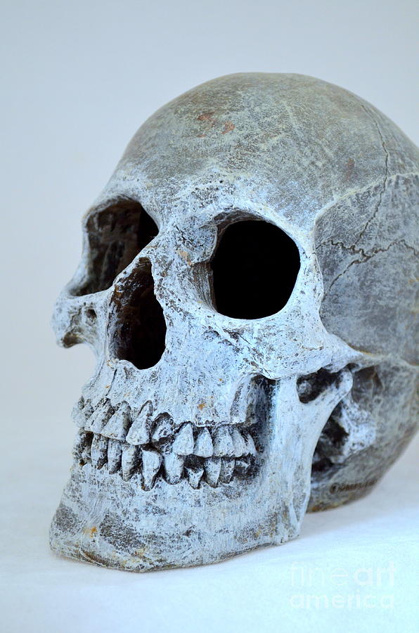 Halloween Skull Series On White - 1 Photograph