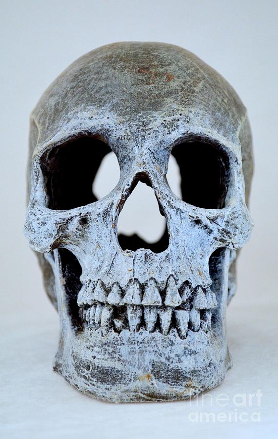 Halloween Photograph - Halloween Skull Series on White - 2 by Mary Deal