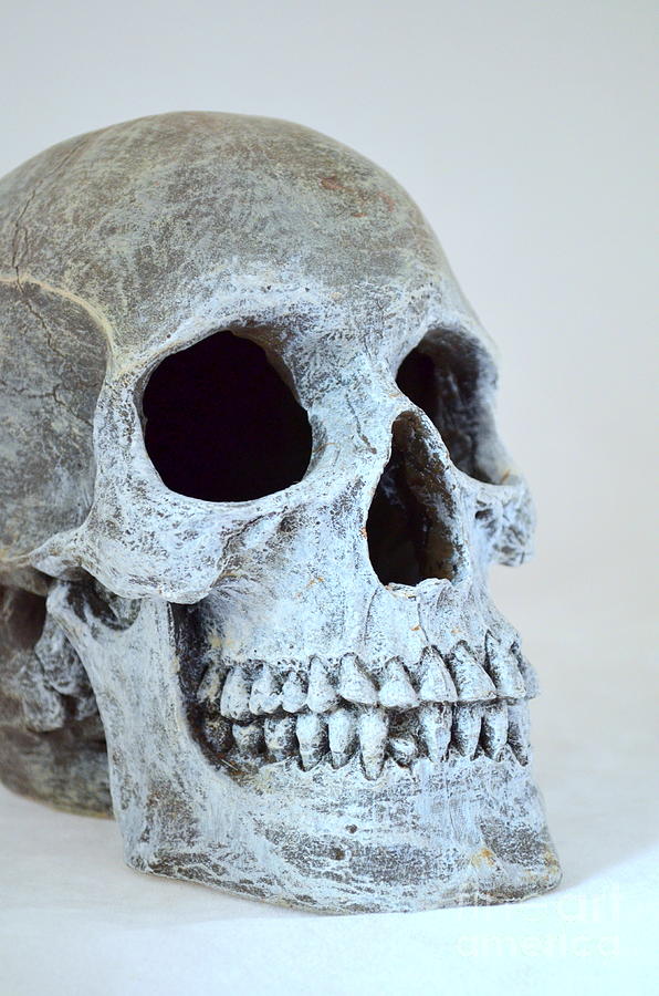 Halloween Photograph - Halloween Skull Series on White - 3 by Mary Deal