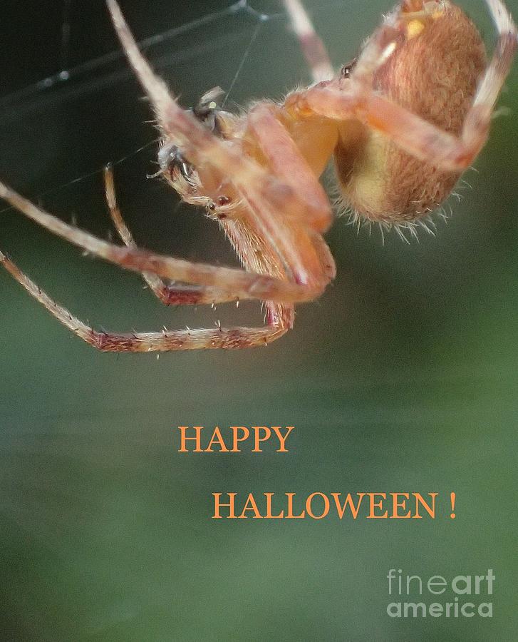 Halloween Spider Photograph by Christina Verdgeline