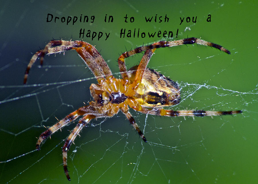 Spider Photograph - Halloween Spider by Michael Peychich