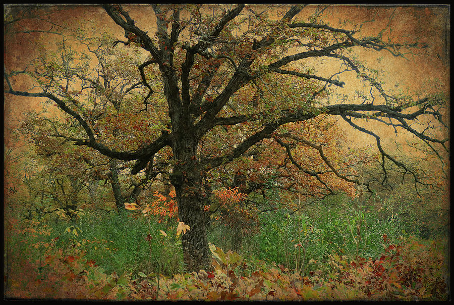 Halloween Tree 2 Photograph by Scott Kingery