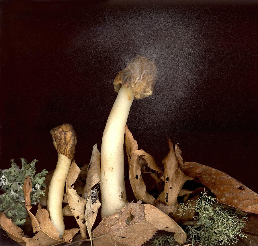 Mushrooms Photograph - Halo of Spores by Sandi F Hutchins Mushrooms Photograph - Halo of Spores by Sandi F Hutchins