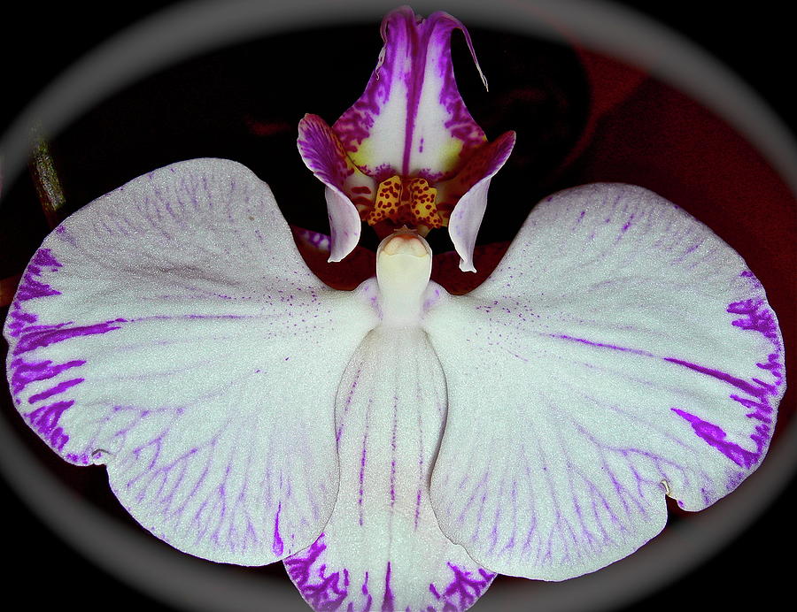 Halo Orchid Photograph by Randy Rosenberger