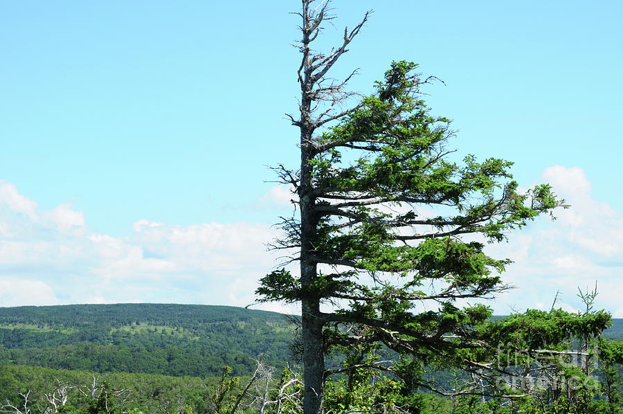 Halved Pine Photograph