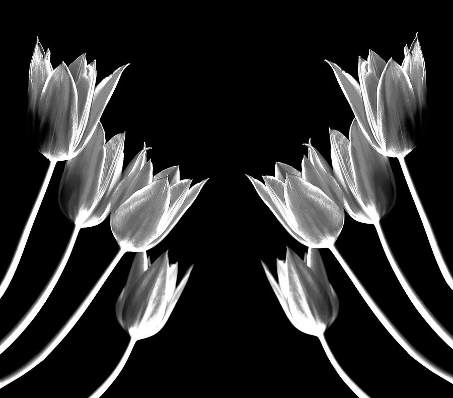 Halves of Tulips Photograph by Diana Angstadt