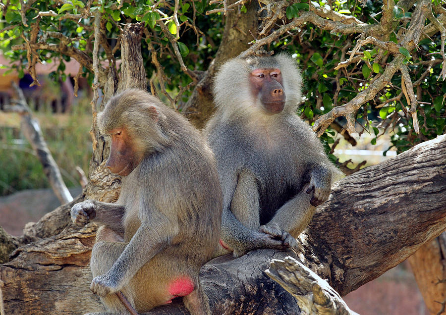 Hamadrayas Baboons Photograph by Tony Brown