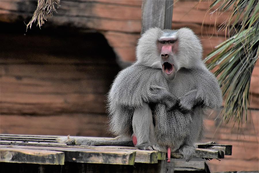 Hamadryas Baboon Photograph By Flo Mckinley Pixels 