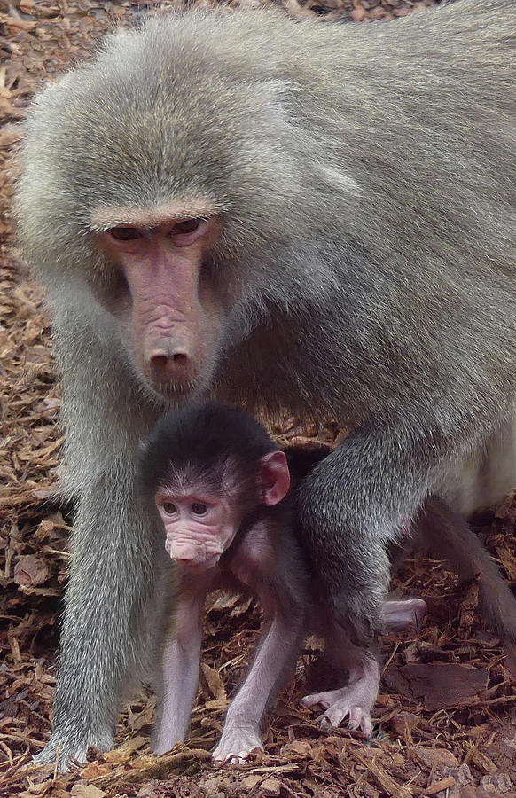 Hamadryas Baboon Mother And Baby Photograph by Margaret Saheed